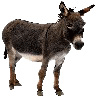 Avatar du membre