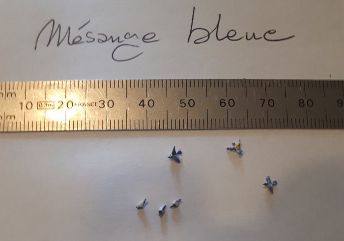 MÉSANGES