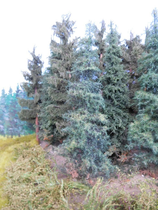 sapin.jpg