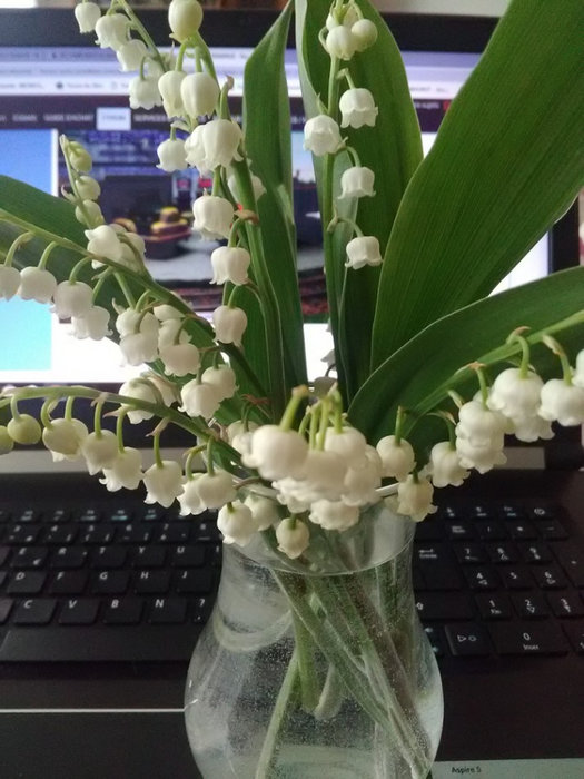 1er muguet 2019.jpg