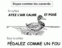 canard.jpg