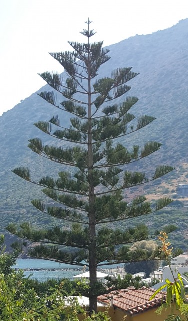 Arbre de Crête (seprembre 2019).jpg