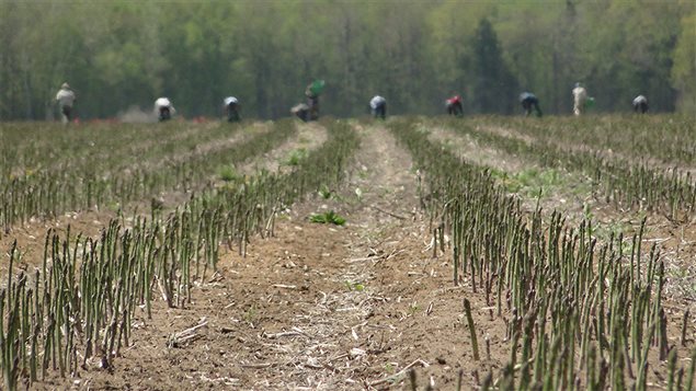 Asperges.jpg