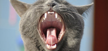 langue-dent-chat1.jpg