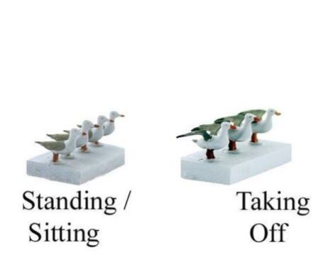 seagull.JPG