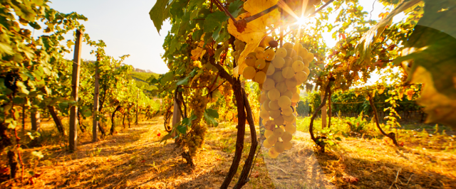 vignes2.png