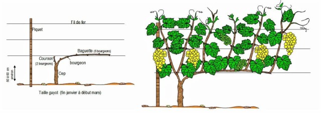 vigne taille-Guyot.jpg