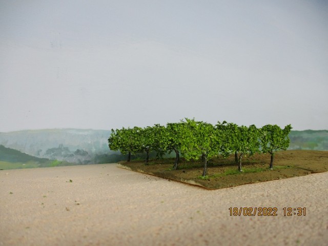 VIGNES.jpg