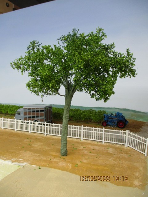 arbre.jpg