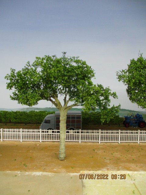 arbre.3 jpg.jpg