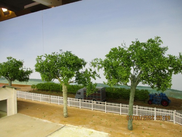 arbre 4 .jpg