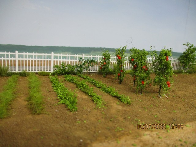 jardin tomates.jpg