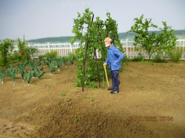 jardin haricots.jpg