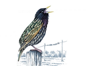 etourneau 300.jpg