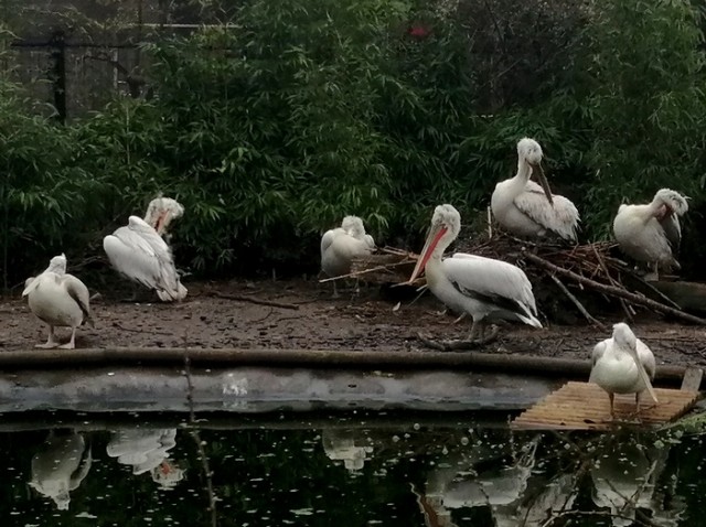pelican.jpg